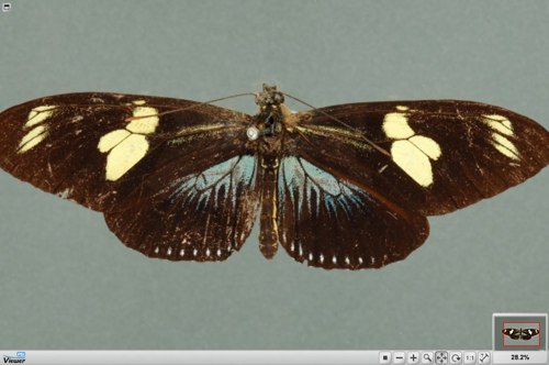 linneansociety