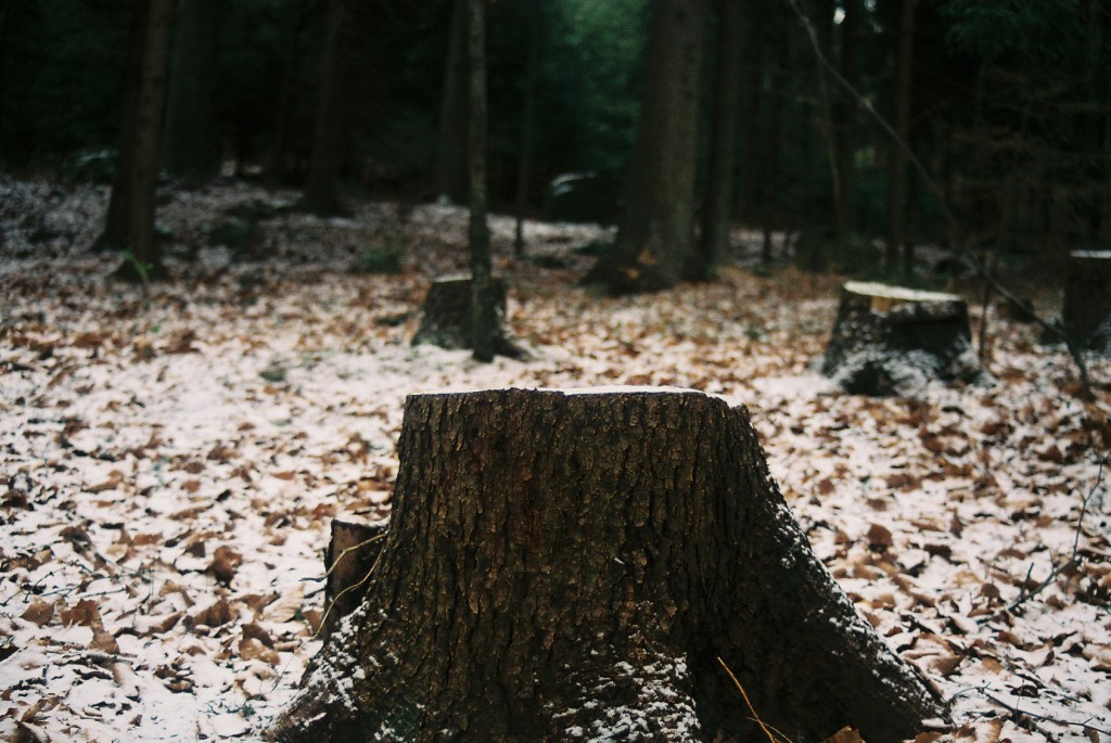 Once upon a time there was a tree